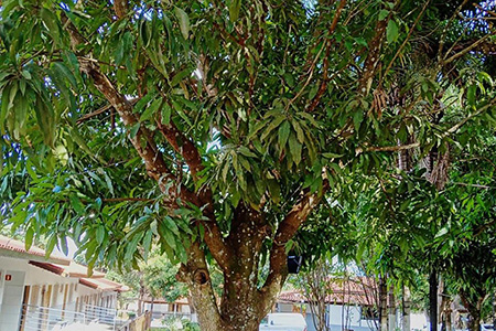 Reabilitação Triângulo